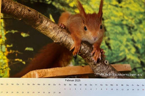 Kalender 2025 Aktion Eichhörnchen