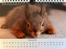 Laden Sie das Bild in den Galerie-Viewer, Kalender 2025 Aktion Eichhörnchen