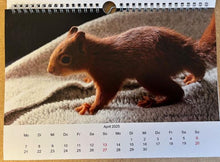 Laden Sie das Bild in den Galerie-Viewer, Kalender 2025 Aktion Eichhörnchen